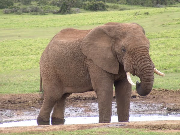 Elephant Actual Size Image