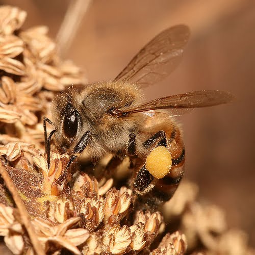 European Honey Bee Actual Size Image