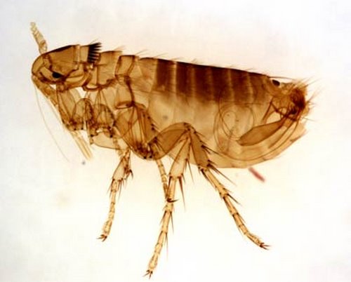 Flea Actual Size Image