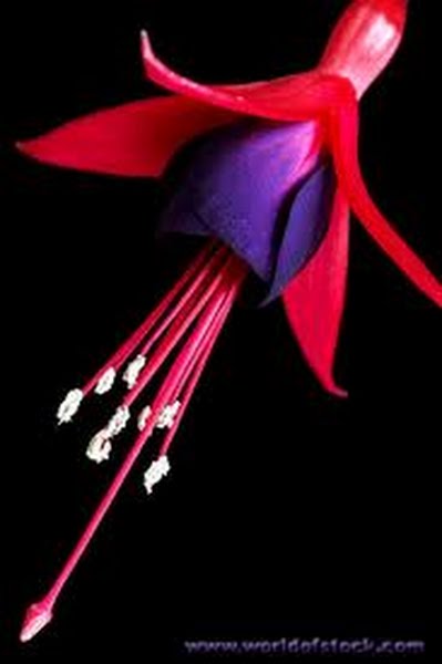 FUSCHIA FLOWER Actual Size Image