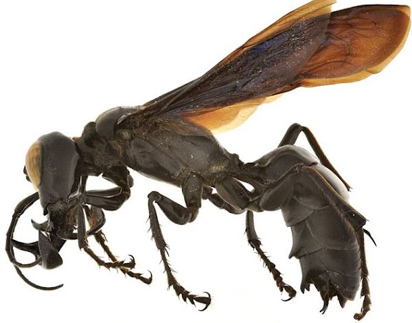Garuda wasp Actual Size Image