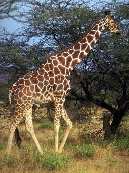 GIRAFFE Actual Size Image