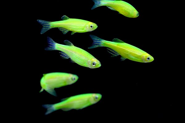 GloFish Danios  Actual Size Image