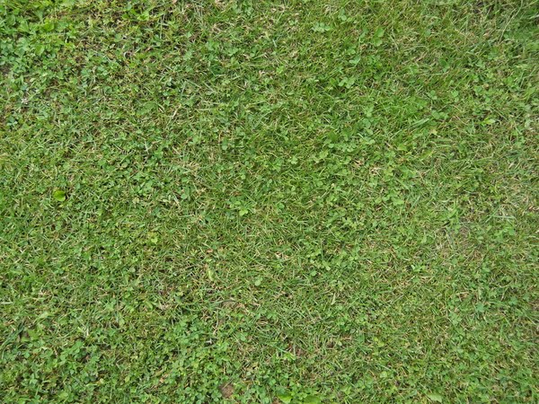 grass Actual Size Image