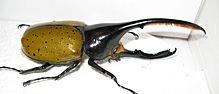 Hercules beetle Actual Size Image