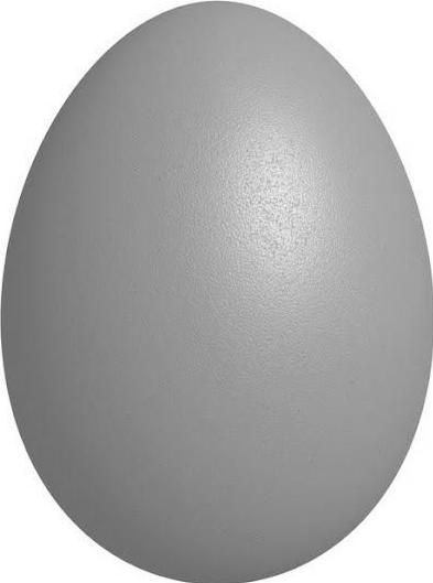 House sparrow egg Actual Size Image