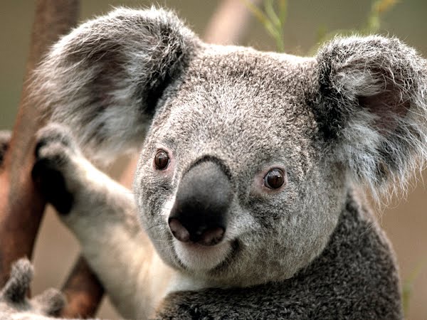 how big is a koala Actual Size Image