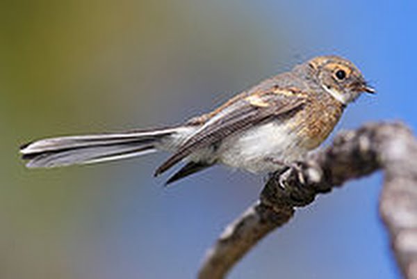 Juvenile Grey Fantail Actual Size Image