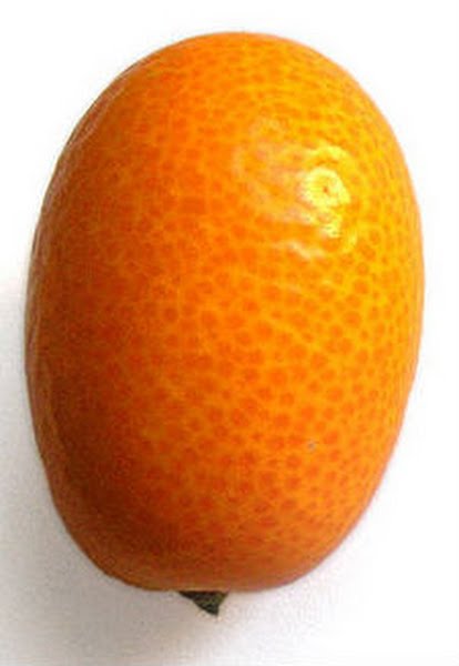 Kumquats Actual Size Image