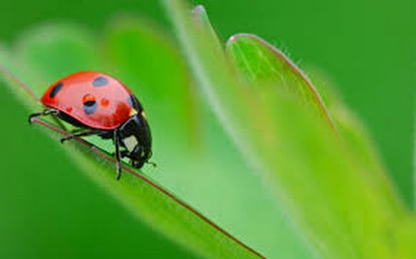 Ladybug Actual Size Image