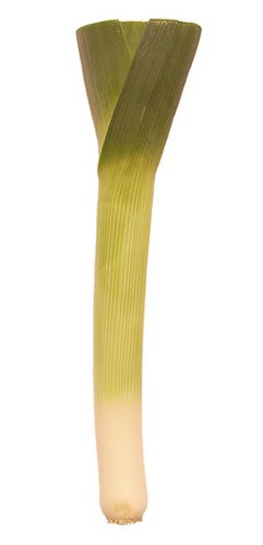 Leek Actual Size Image