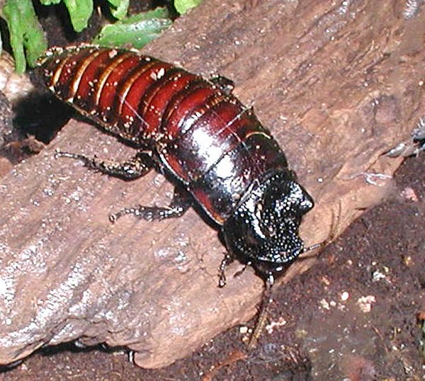 Madagascar hissing cockroach Actual Size Image