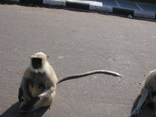 Monkey Actual Size Image