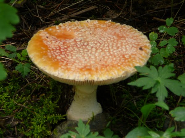 Mushroom in Montana:  6 1/2 inches diameter Actual Size Image