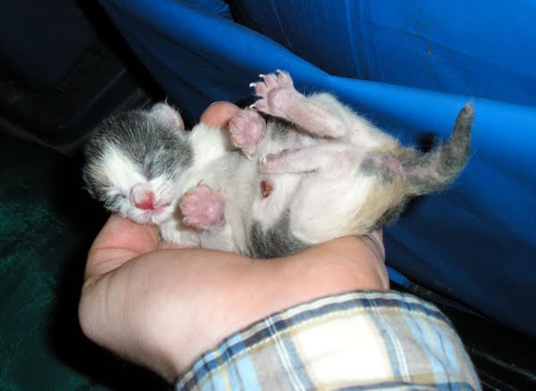 Newborn Kitten Actual Size Image