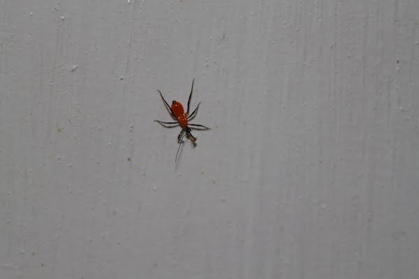 orange ant Actual Size Image