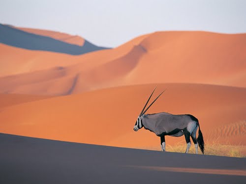 Oryx Antelope Actual Size Image