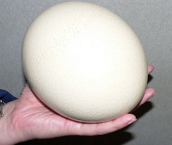 Ostrich egg Actual Size Image