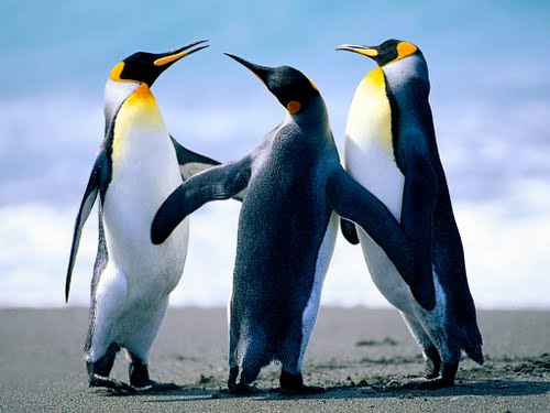 penguins Actual Size Image