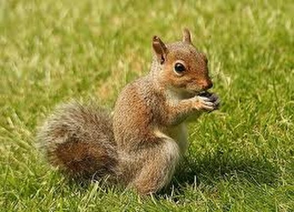 Squirrel Actual Size Image