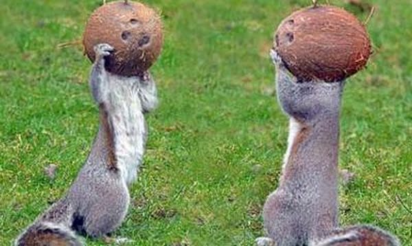 Squirrels go mad for coconuts Actual Size Image