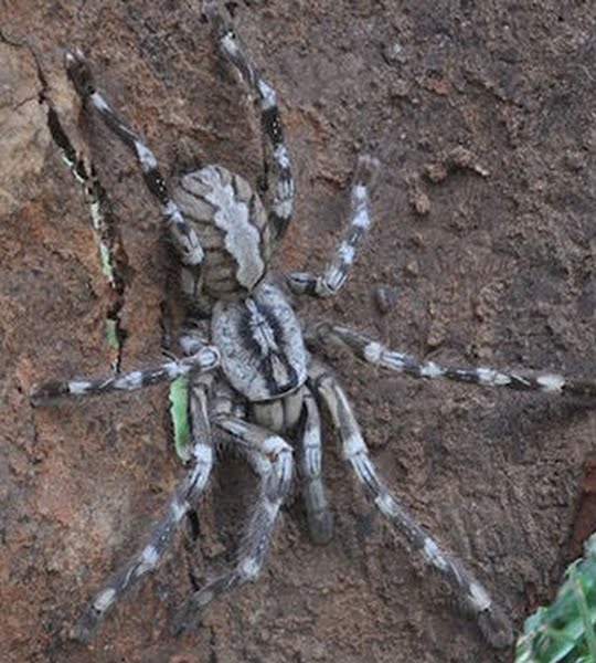 Лотос                  Sri-lankan-tarantula