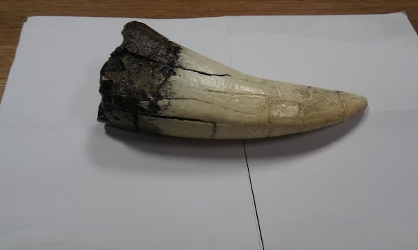 T-Rex tooth