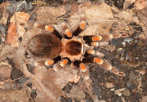 Tarantula Actual Size Image