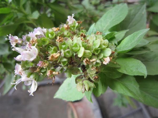 Tulsi Plant Actual Size Image