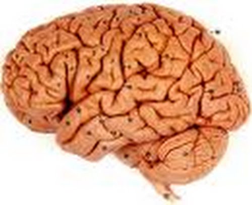 your brain Actual Size Image